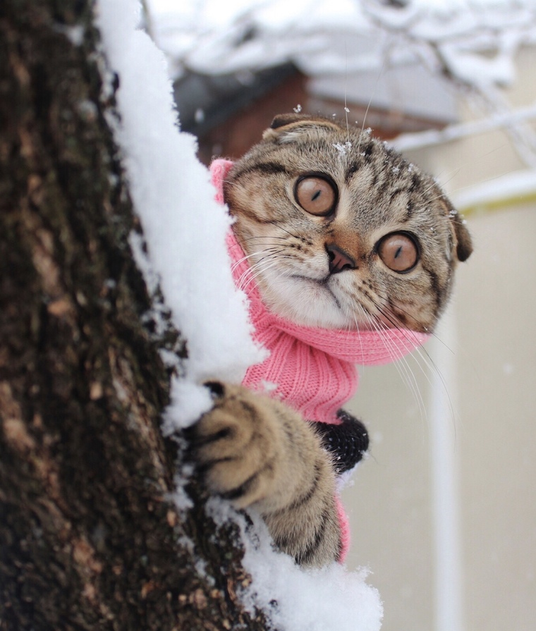 Foap-Cat_in_winter