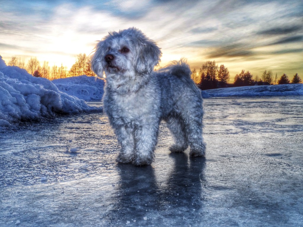 Foap-Puppy_In_Winter_Sunset