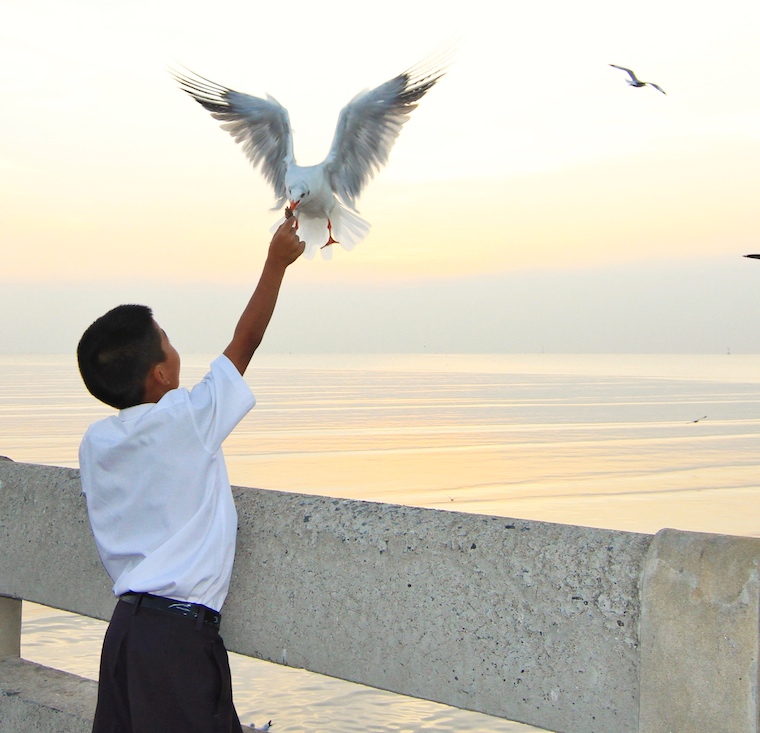 boy feeding seagull
