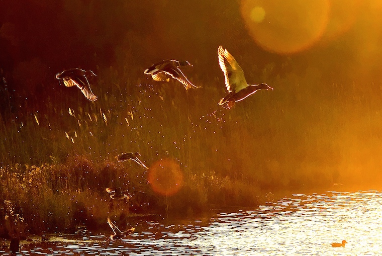 Foap-Ducks_in_flight__a1748_@FRANK.SOLLECITO.3_Frank.Sollecito