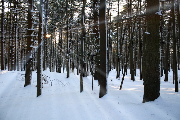 Foap-Walking_in_a_Winter_Wonderland