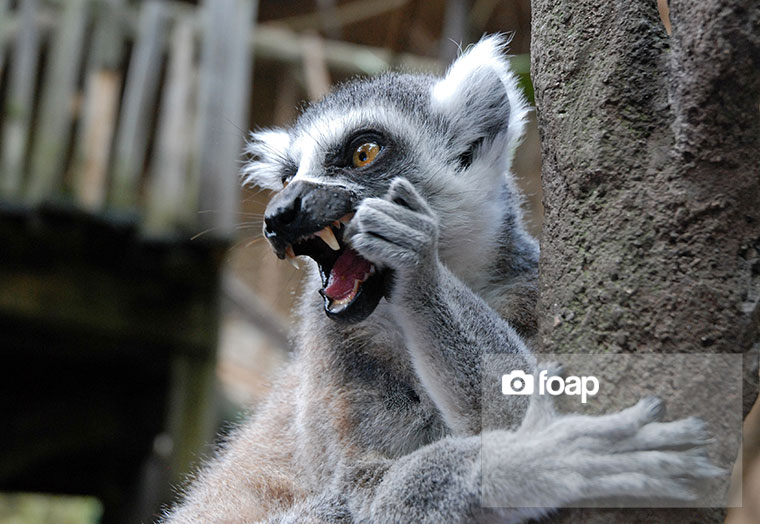 Foap-Ringtailed_Lemur