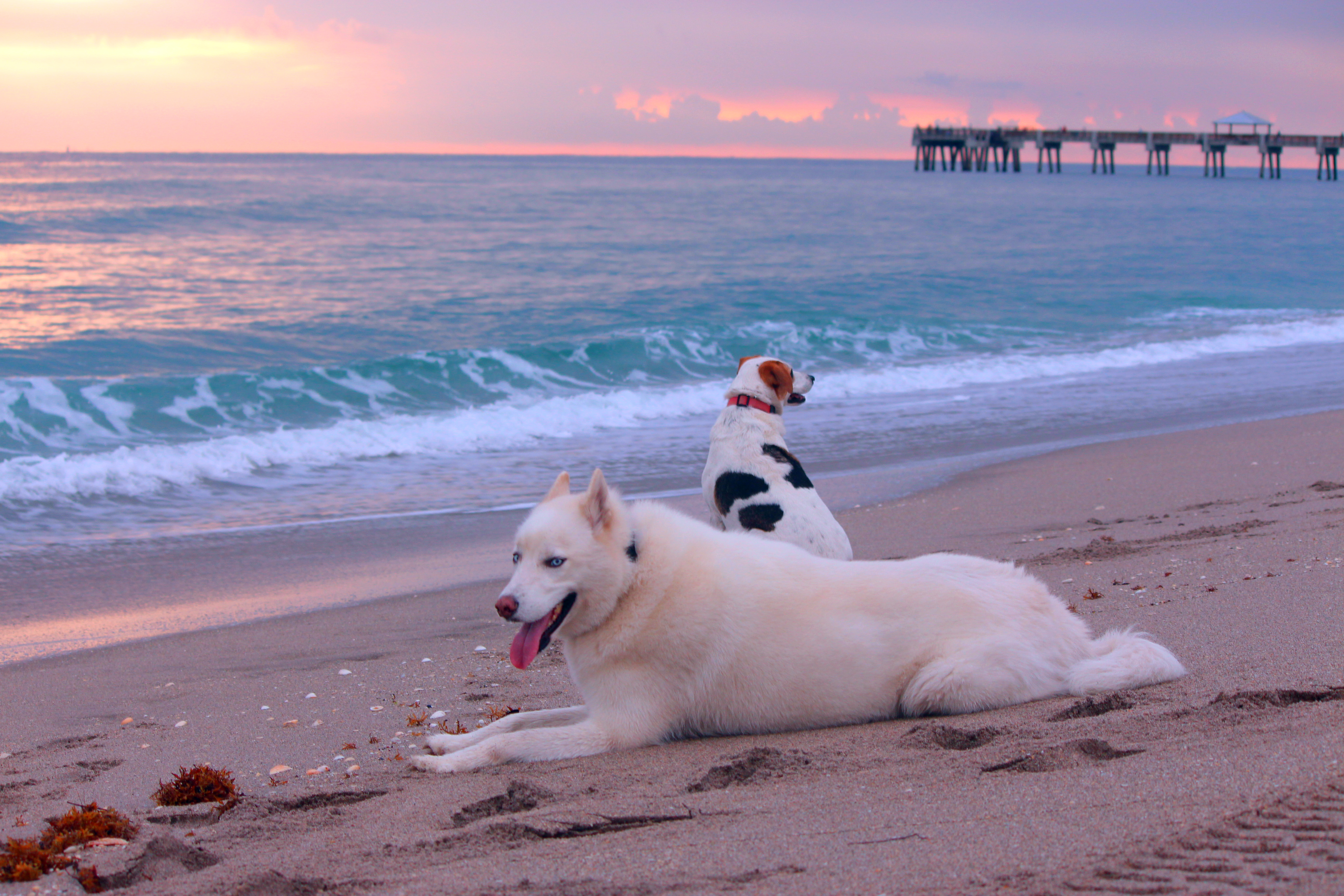 Foap-Dogs_beach