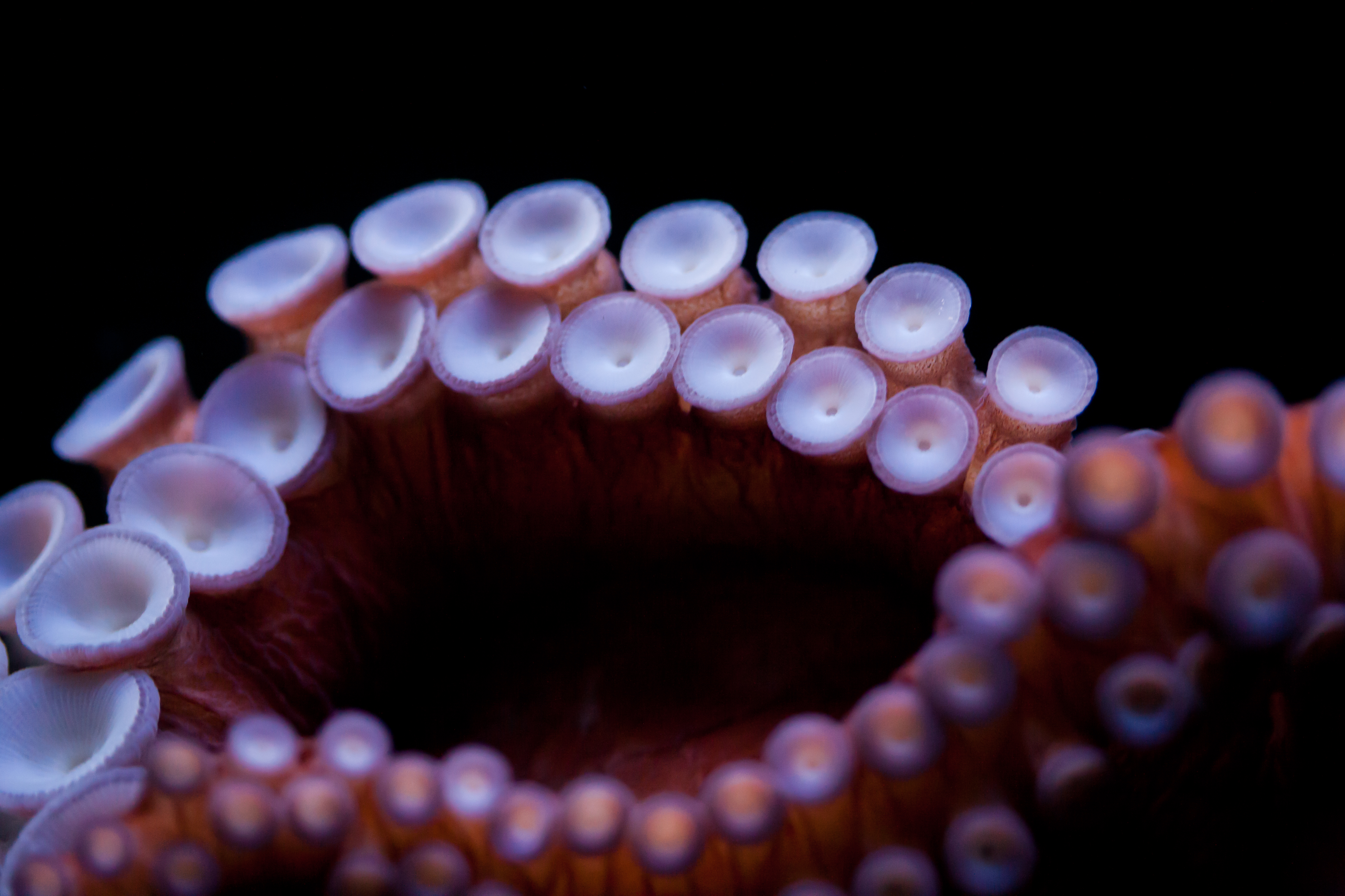 Foap-Octopus_Tentacles