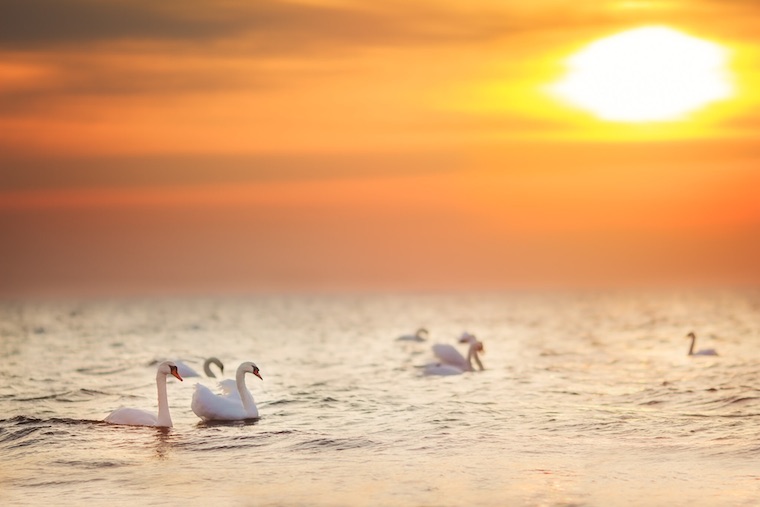 Foap-Swans_at_golden_sunrise