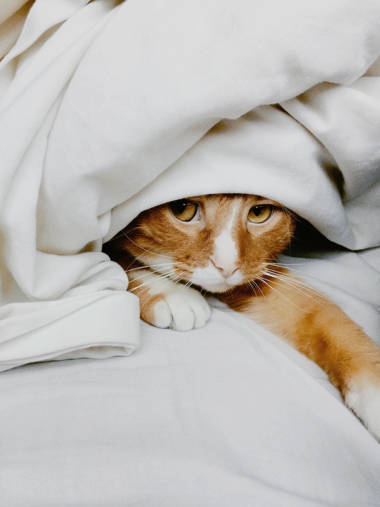 Cat under blankets