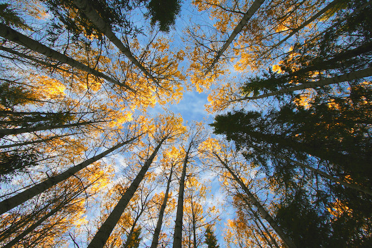 Looking up