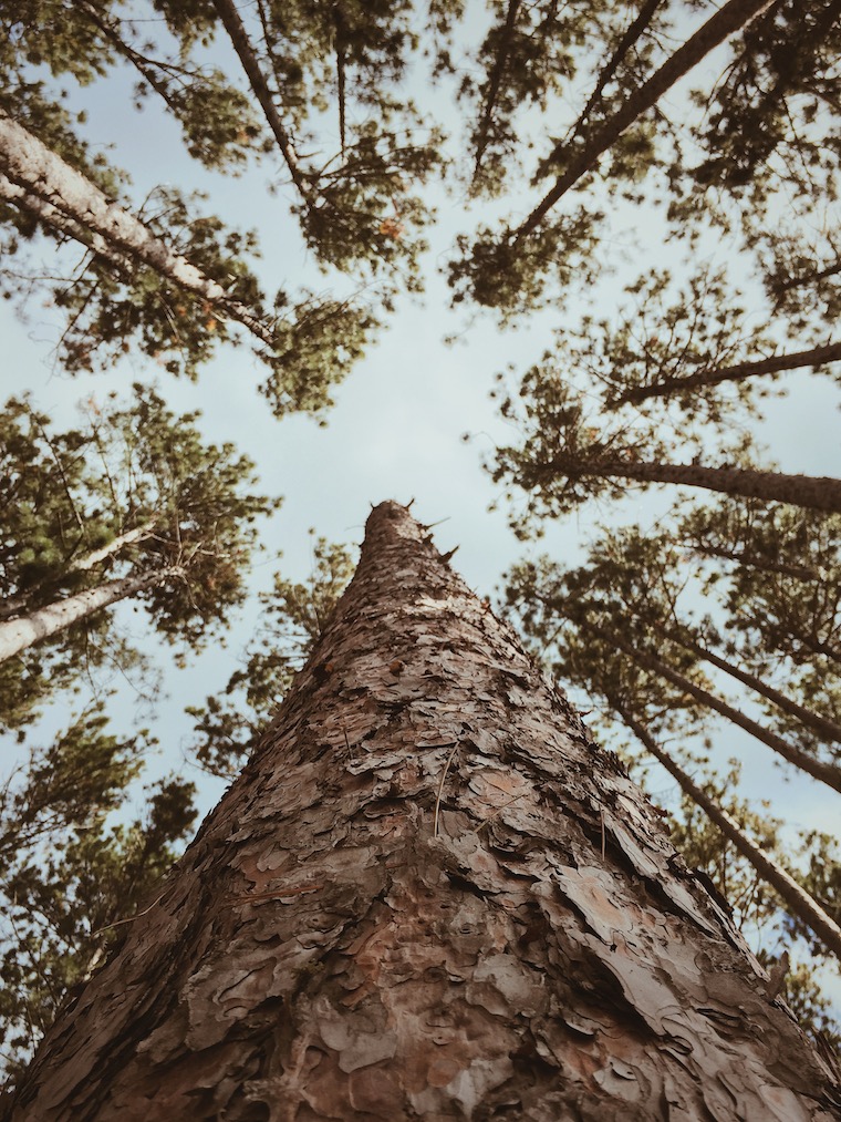 Looking Up