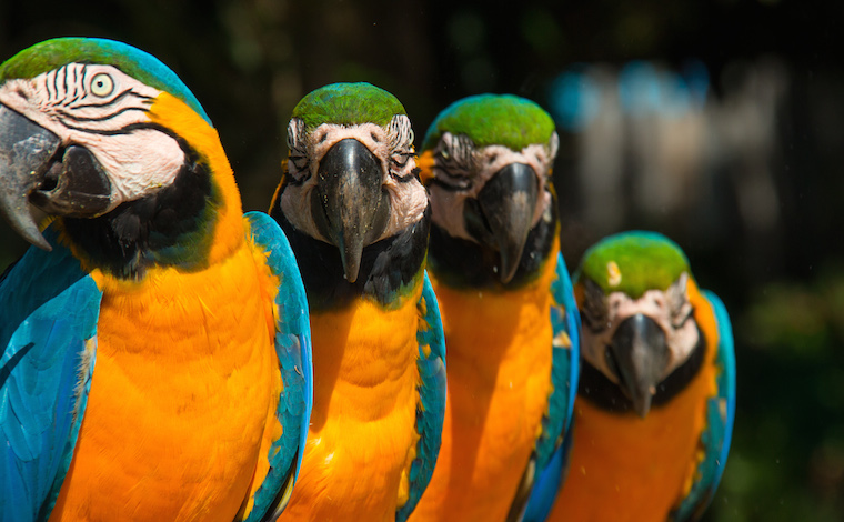 Macaws in Brazil