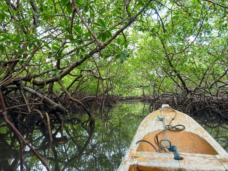 Mangrove