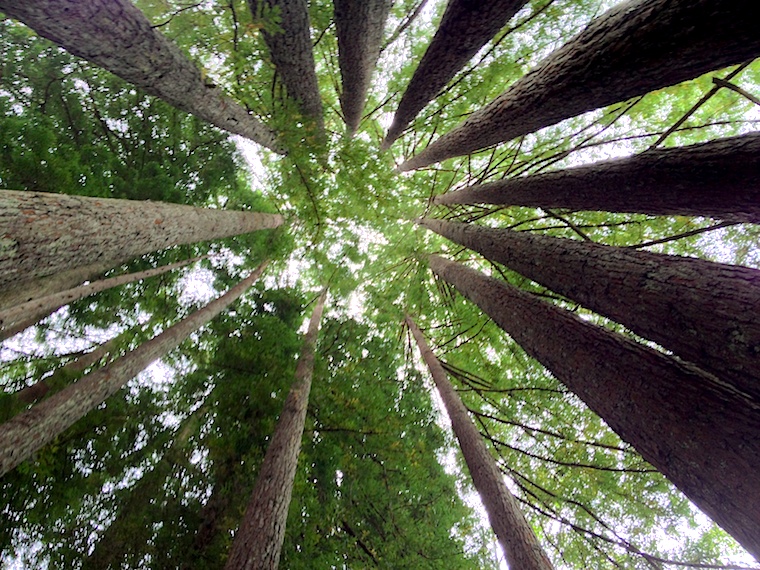 Looking Up