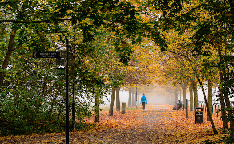 Fall walk