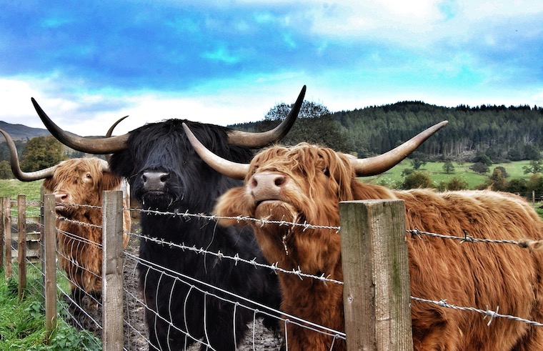 Highland Cows