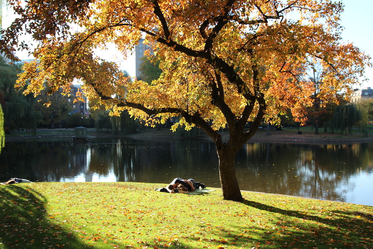 Fall Sleeping under tree