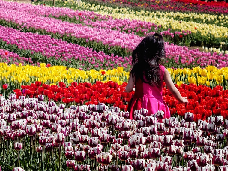 Tiptoe through the tulips. Child having fun on a beautiful spring day!