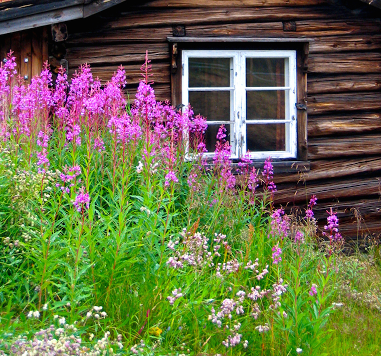 Window in nature