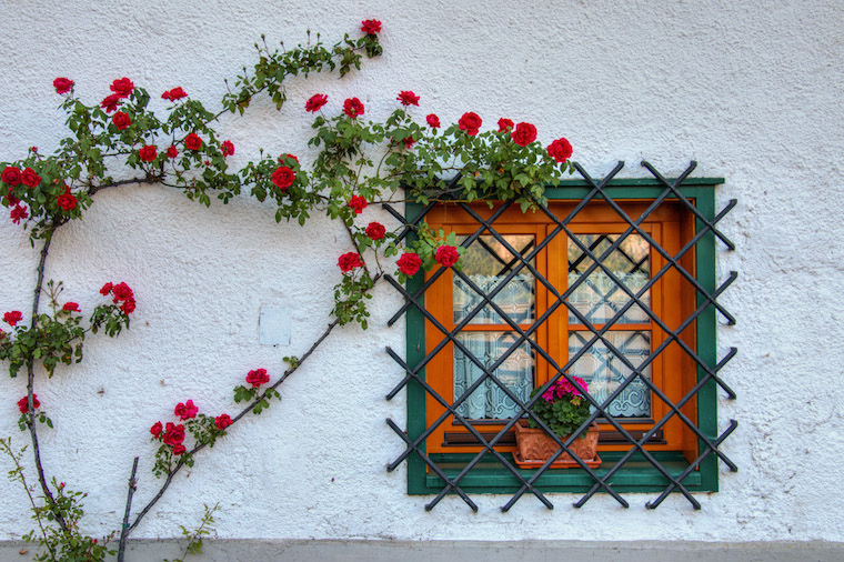 Window and flowers