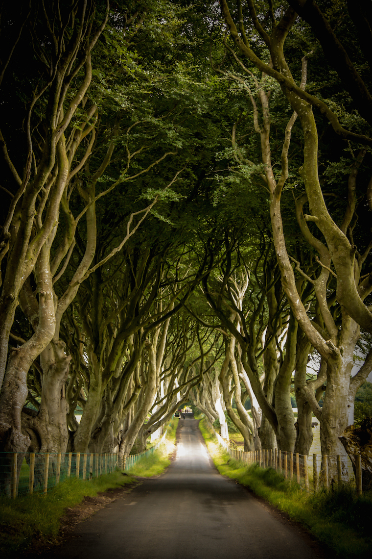 Tunnel of trees