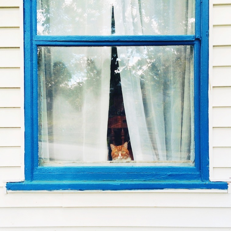 Foap-Cat_in_the_window