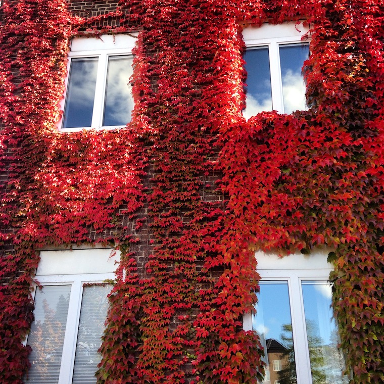 Foap Autumn windows