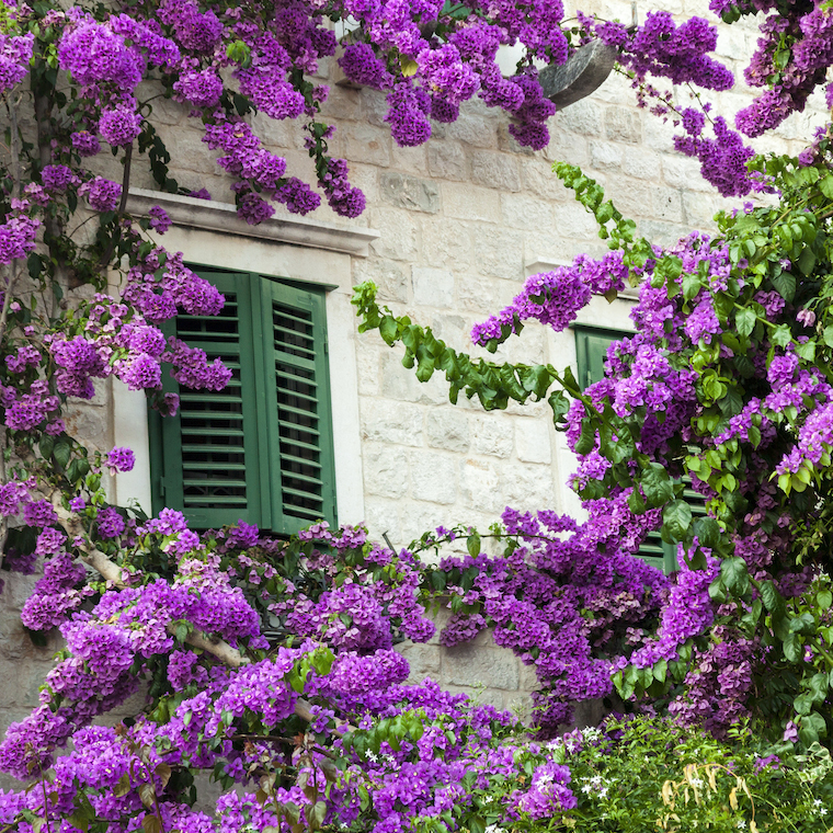 Bougainvillea and window