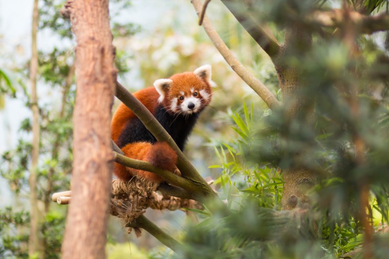 Foap Red Panda