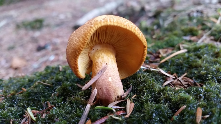 Foap-Macro_Fungi