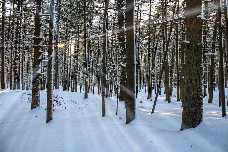 Foap-Wintery_forest_scene