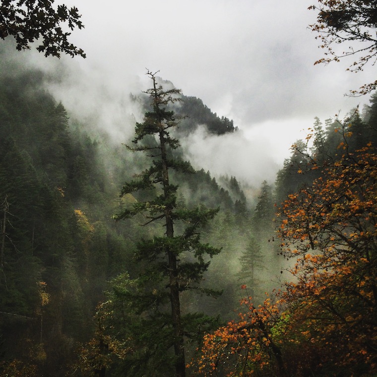 Foap-Magical_Oregon_forest_