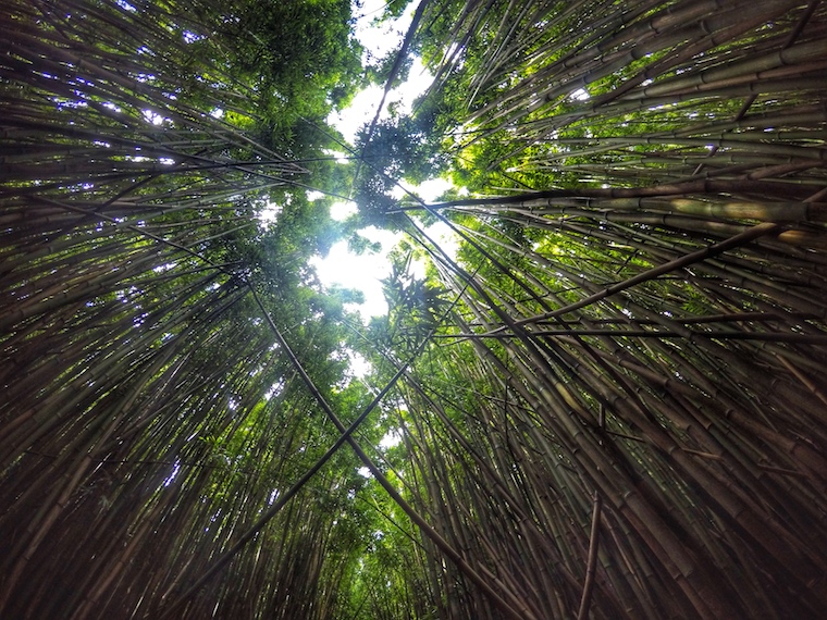 Bambu Forest