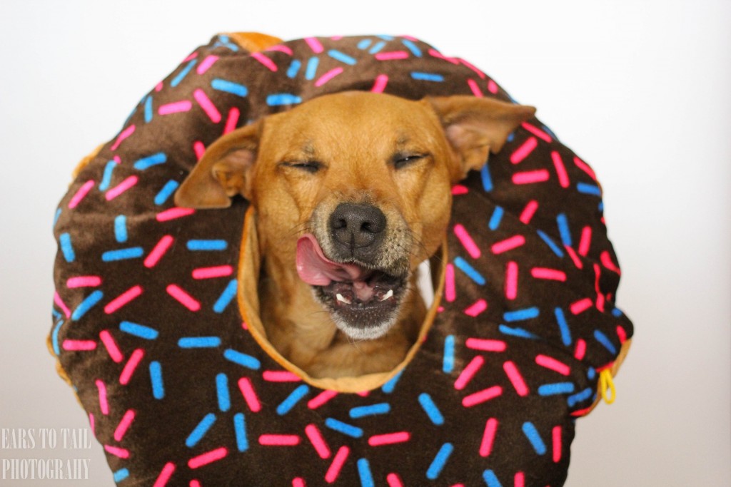 Foap-Donut_Dog